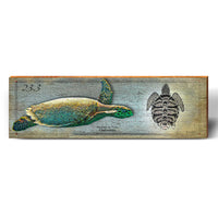 Hawksbill Sea Turtle Study